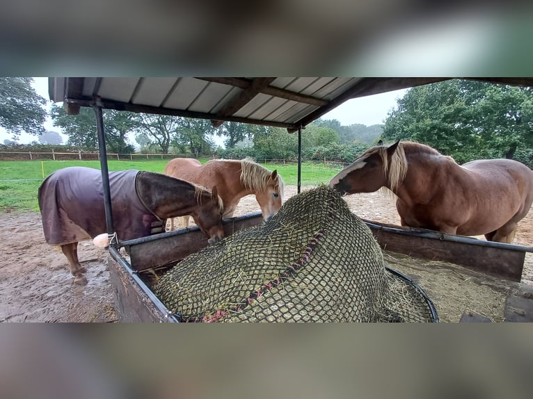 Stabulation libre : un groupe de propriétaires privés cherche un colocataire pour sa « coloc entre g