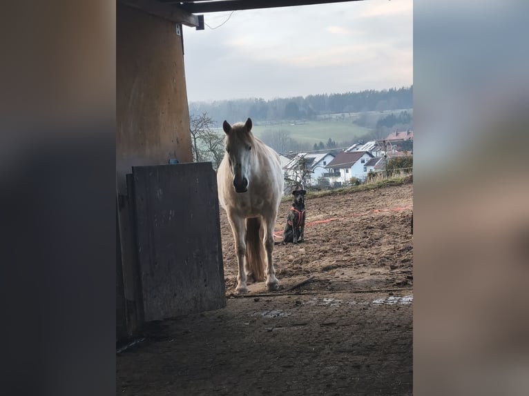 Stall à l'écurie libre pour 1 à 2 chevaux