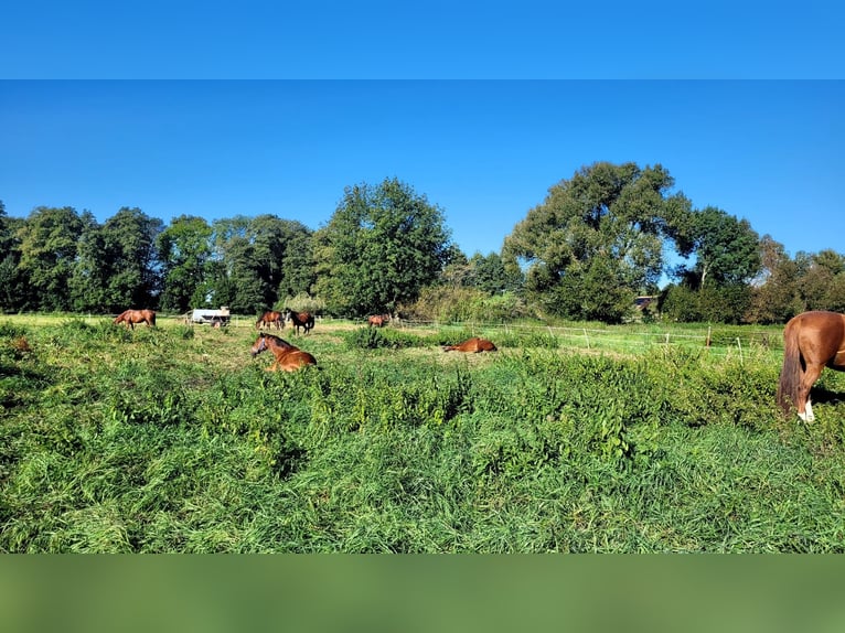 Traumhafter Offenstall für Ponys und Kleinpferde  – Jetzt freie Plätze sichern