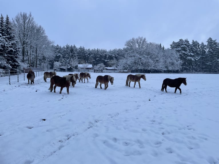 Traumhafter Offenstall für Ponys und Kleinpferde  – Jetzt freie Plätze sichern