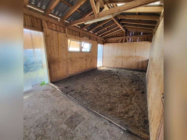 Une place disponible dans un box en groupe en liberté à Kloten, ZH