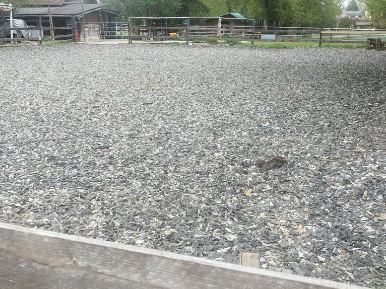 ...une place pour toi et ton cheval (senior)...