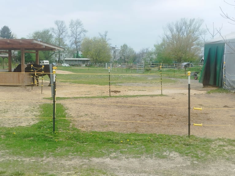 ...une place pour toi et ton cheval (senior)...