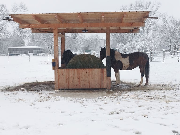 ...une place pour toi et ton cheval (senior)...