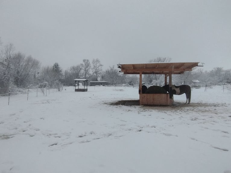 ...une place pour toi et ton cheval (senior)...