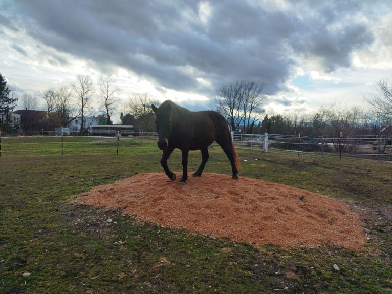 ...une place pour toi et ton cheval (senior)...