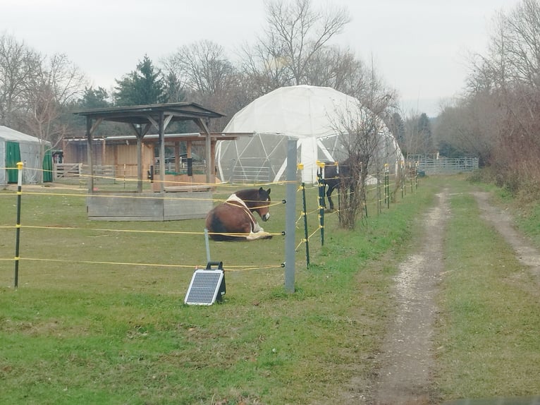 ...une place pour toi et ton cheval (senior)...