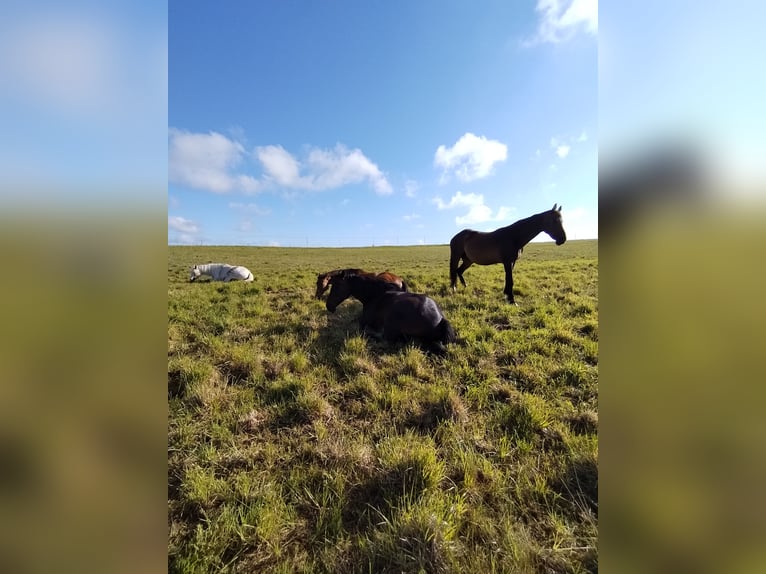 Weideplatz Offenstallplatz Weidehaltung
