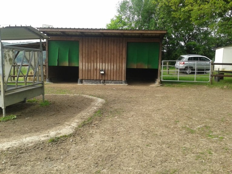 Wohnen mit Pferden - kleine möblierte Wohnung mit Offenstallplatz Nähe Neustadt/Wied