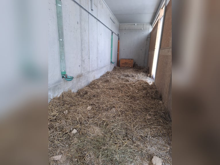 Wunderschöne Box mit großem Paddockauslauf für Rentner und Freizeitreiter