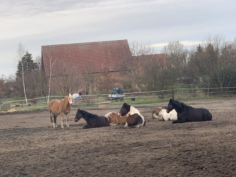 Zwei Plätze im Offenstall frei