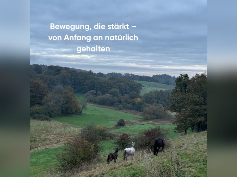 Artgerechte Aufzucht im Paddocktrail