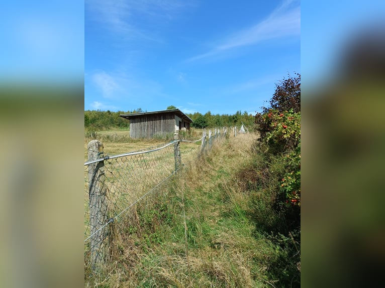 Aufzucht Pony Stutfohlen