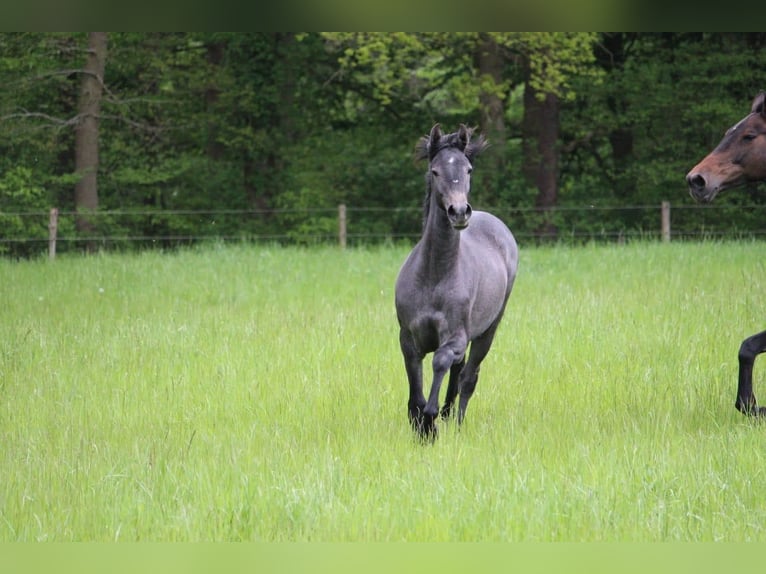 Aufzuchtplatz für Ponyhengste in Schleswig-Holstein ab Oktober 25
