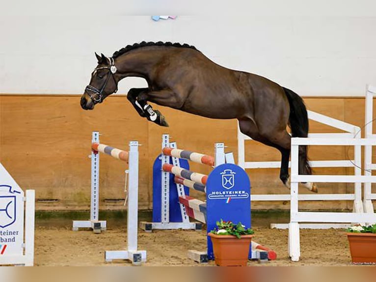 Aufzuchtplatz für Ponyhengste in Schleswig-Holstein ab Oktober 25