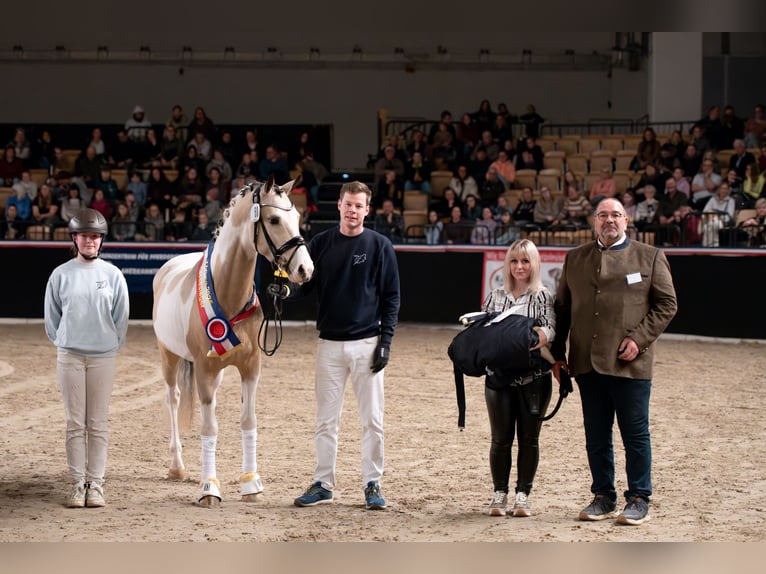 Aufzuchtplatz für Ponyhengste in Schleswig-Holstein ab Oktober 25