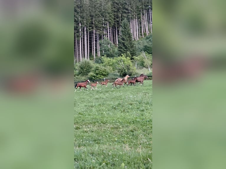 Aufzuchtplatz für Quarter und Paint Horse Stute Wallach 