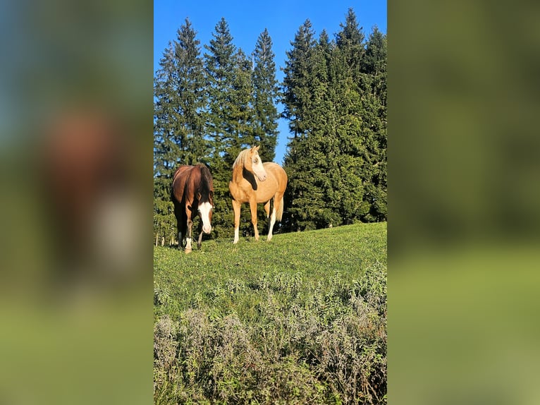 Aufzuchtplatz für Quarter und Paint Horse Stute Wallach 