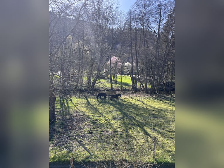 Aufzuchtplatz für Stutfohlen / Jährlinge 