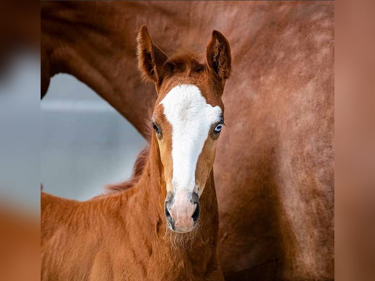 Aufzuchtplatz für Warmblüter Absetzer aus 2024 frei