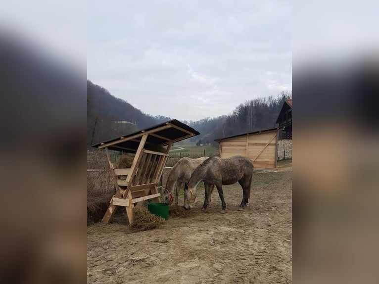 Bieten Aufzuchtplätze für Hengste-Absetzer auf unserer Anlage in Kroatien (ca. 90min von Graz)