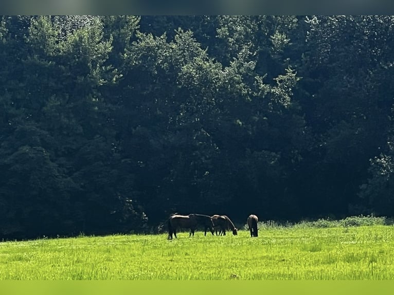 Boxs pour poulains et jeunes chevaux à Hasbergen – soins professionnels, adaptés et personnalisés
