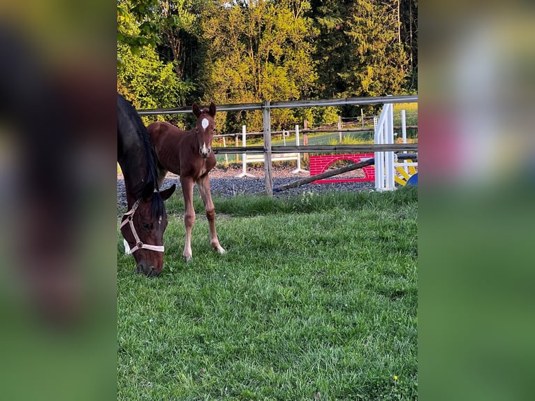 Boxs pour poulains et jeunes chevaux à Hasbergen – soins professionnels, adaptés et personnalisés