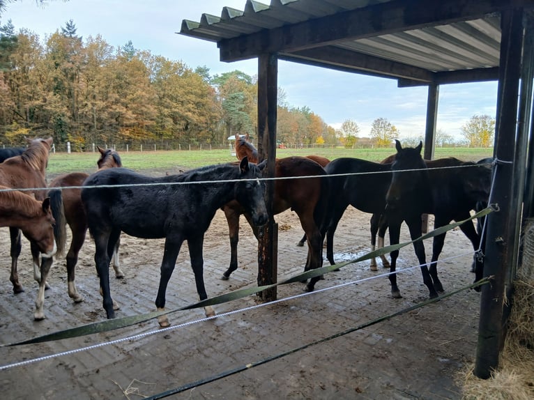 Élevage avec beaucoup de paddocks et d'espace en plein air