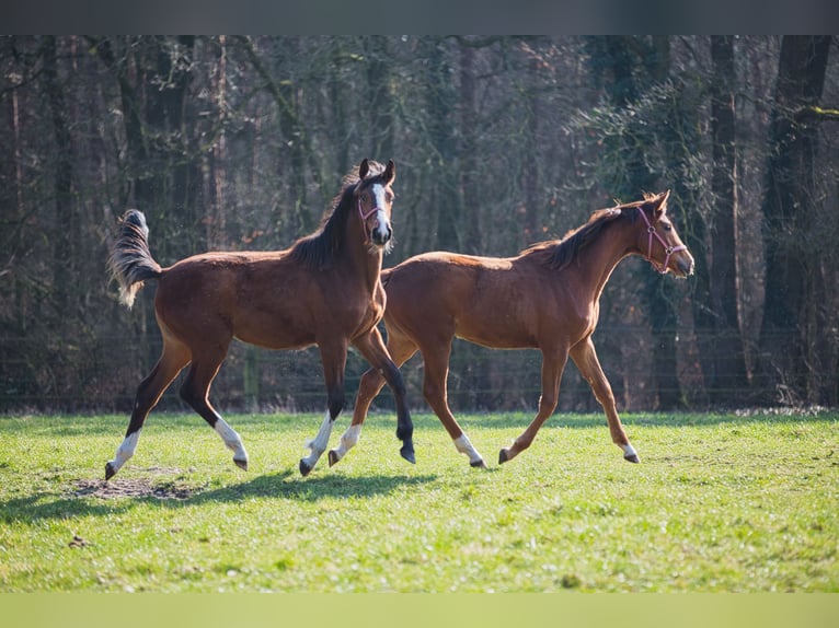 Élevage avec beaucoup de paddocks et d'espace en plein air