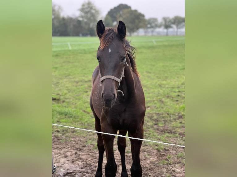 Élevage avec beaucoup de paddocks et d'espace en plein air
