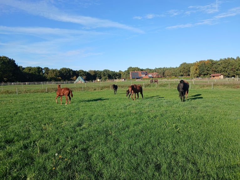 Élevage avec beaucoup de paddocks et d'espace en plein air