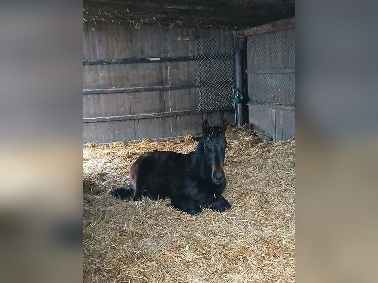 Élevage avec beaucoup de paddocks et d'espace en plein air