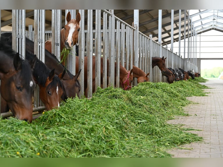 Élevage de foals de mâles et de femelles avec service tout compris