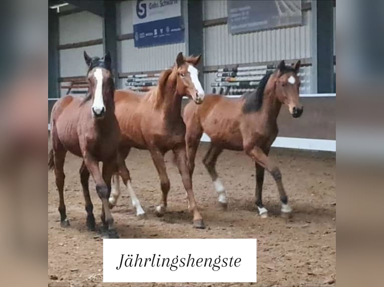 élevage de jeunes chevaux