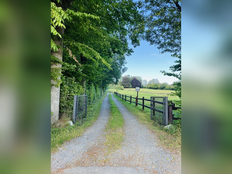 Élevage de jeunes chevaux / Poulains / Hongres