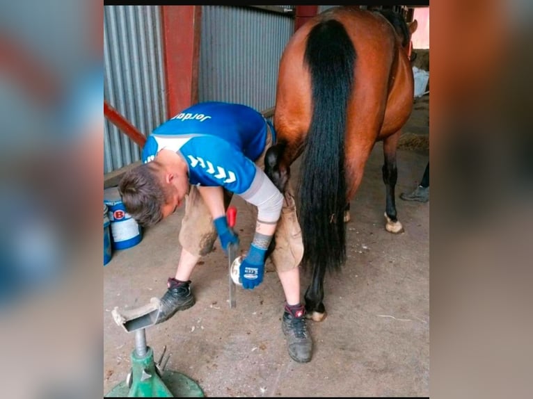 Élevage de jeunes étalons, chevaux retraités, pension pour chevaux, box en stabulation libre