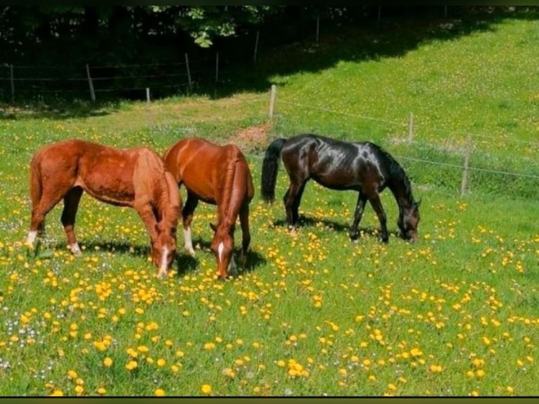 Élevage de jeunes étalons, chevaux retraités, pension pour chevaux, box en stabulation libre