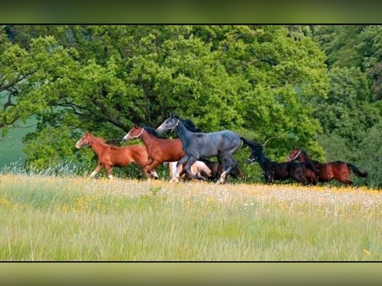 Élevage de jeunes étalons, chevaux retraités, pension pour chevaux, box en stabulation libre