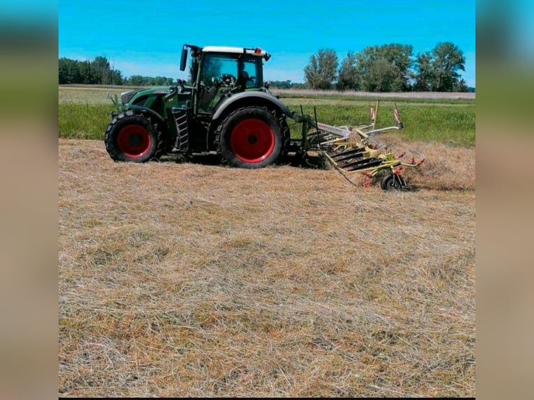Élevage de jeunes étalons, chevaux retraités, pension pour chevaux, box en stabulation libre
