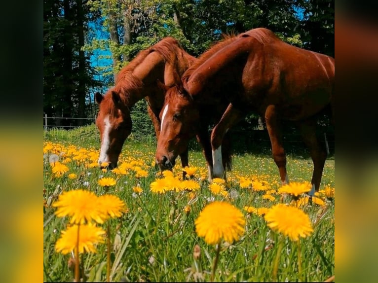 Élevage de jeunes étalons, chevaux retraités, pension pour chevaux, box en stabulation libre