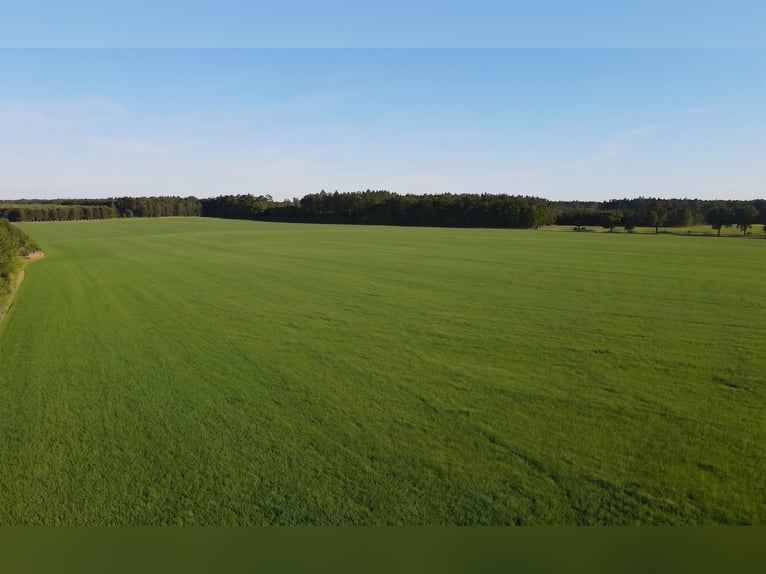 Élevage de poulains en troupeau | 40 hectares de pâturages