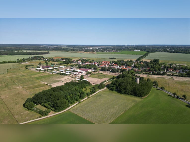 Élevage pour étalons et hongres