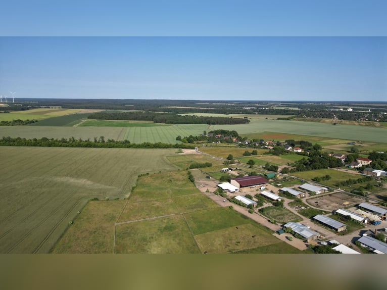 Élevage pour étalons et hongres