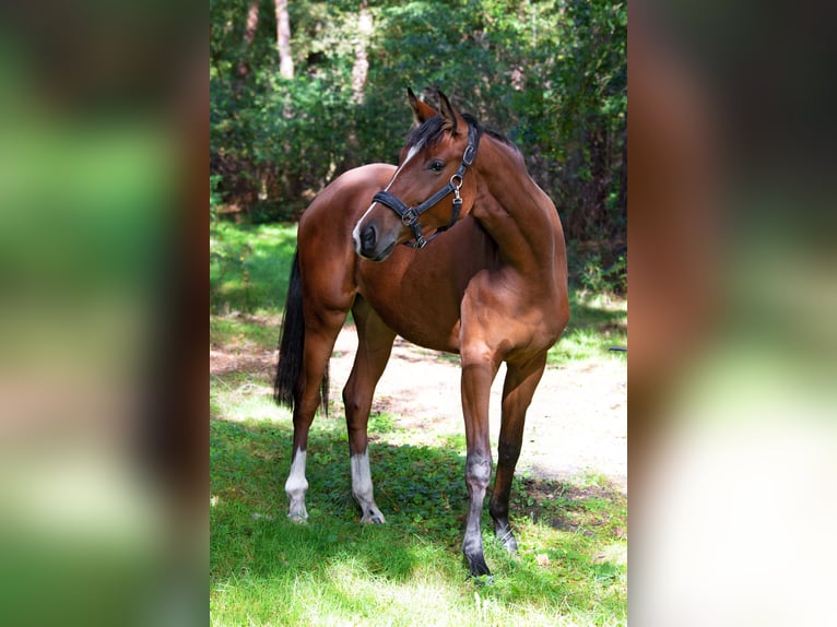 Enclos d'élevage pour jeunes chevaux en transition