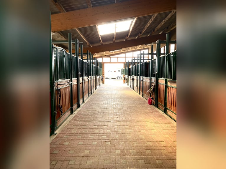 Espace d’élevage convivial pour maréchal-ferrant spécialisé dans les étalons