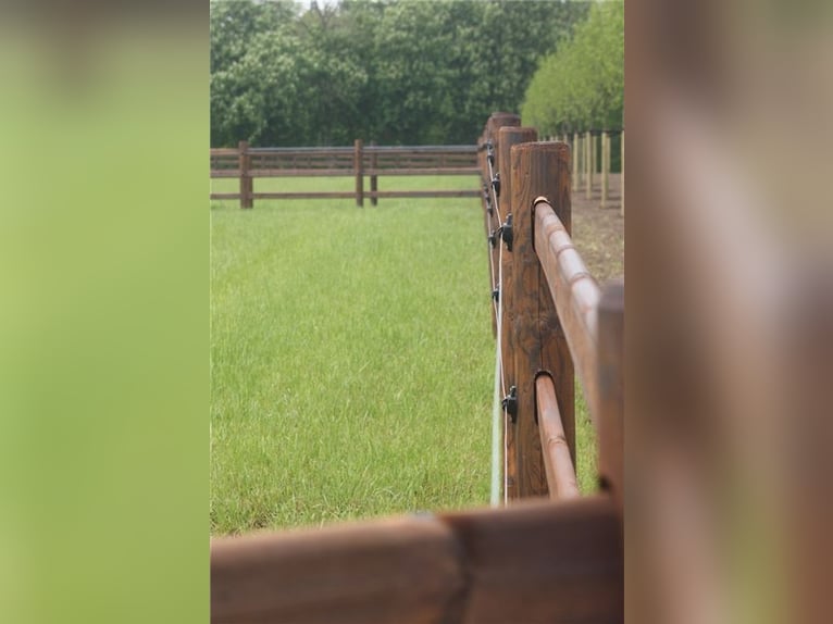 Hengst aufzuchtplatz