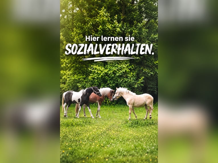 Jeunes chevaux en croissance | Pâturage en liberté | Élevage en troupeau | Pâturage 24/7 | Gransee