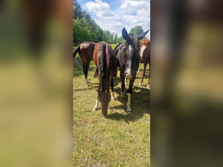 Paddock d'élevage pour étalons