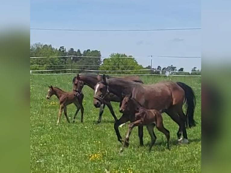 Paddock d'élevage pour foals, jeunes chevaux et juments de reproduction
