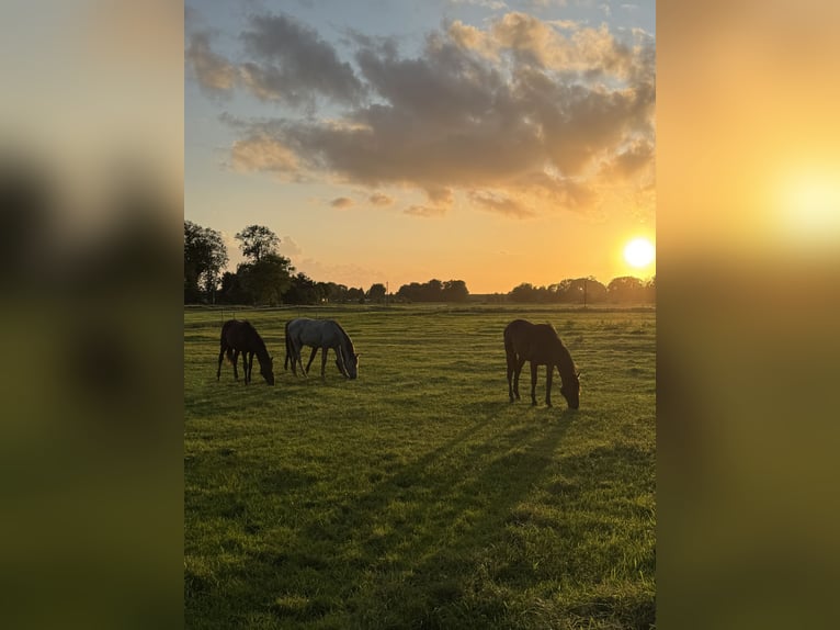 Paddock for foal rearing